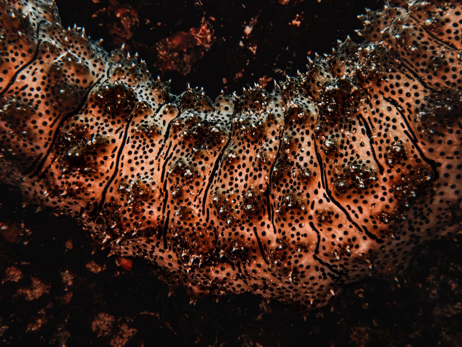 Textured Drifter Heather Hollis Fotografia in vendita