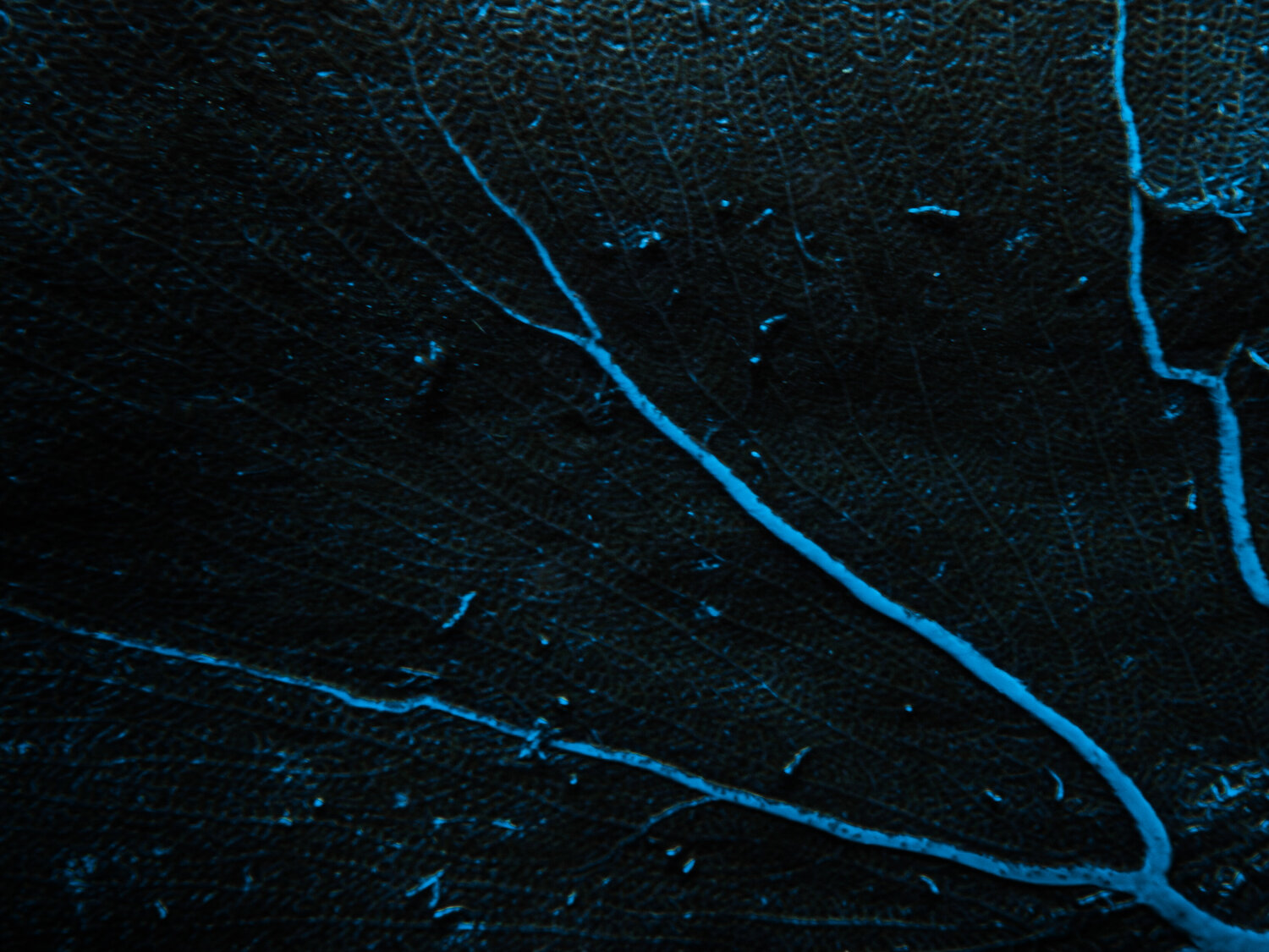 Veins Heather Hollis