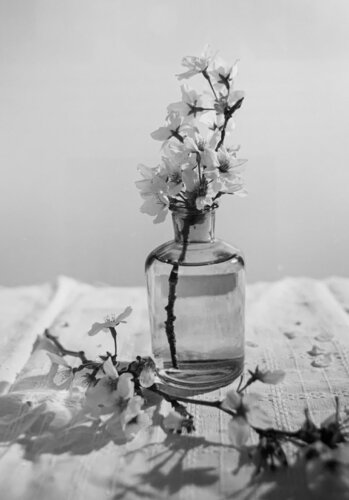 Whispers of Spring: Cherry Blossoms in Monochrome by Kevin Moore, 사진 for Sale on Singulart
