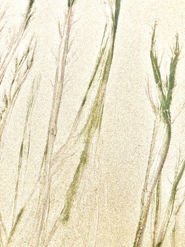 SABLES INVENTÉS 13 van Marc Feld, Fotografie te koop op Singulart