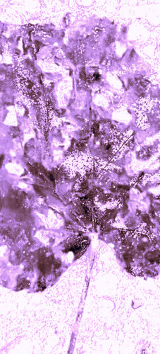 FEUILLE 4 di Marc Feld, Fotografia in vendita su Singulart