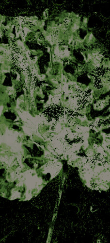 FEUILLE 5 di Marc Feld, Fotografia in vendita su Singulart