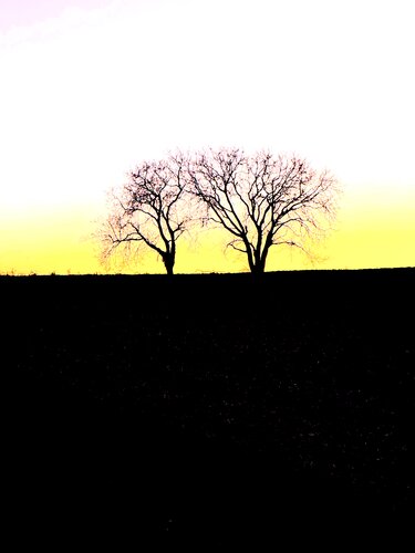 DEUX ARBRES AU LOIN 2 von Marc Feld, Fotografie kaufen auf Singulart