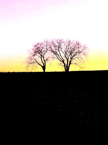 DEUX ARBRES AU LOIN 3 di Marc Feld, Fotografia in vendita su Singulart