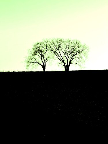 DEUX ARBRES AU LOIN 4 van Marc Feld, Fotografie te koop op Singulart