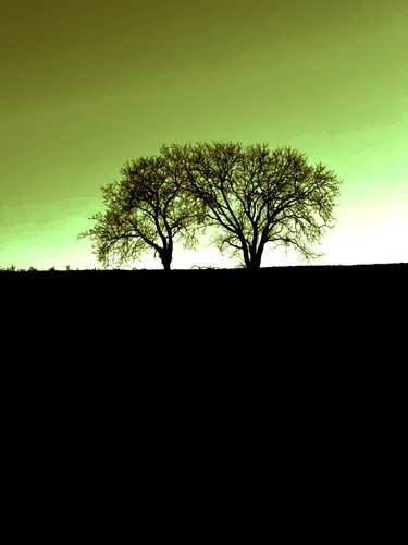 DEUX ARBRES AU LOIN 5 de Marc Feld, Fotografía a la venta en Singulart