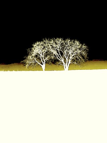 DEUX ARBRES AU LOIN 6 van Marc Feld, Fotografie te koop op Singulart