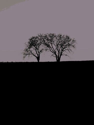 DEUX ARBRES AU LOIN 11 von Marc Feld, Fotografie kaufen auf Singulart