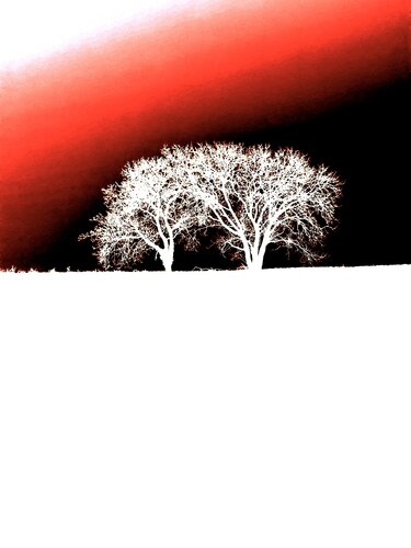DEUX ARBRES AU LOIN 16 di Marc Feld, Fotografia in vendita su Singulart