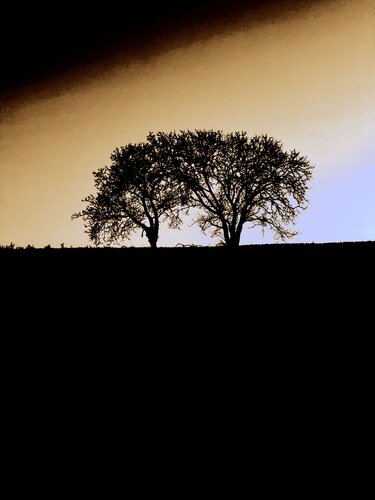 DEUX ARBRES AU LOIN 18 di Marc Feld, Fotografia in vendita su Singulart