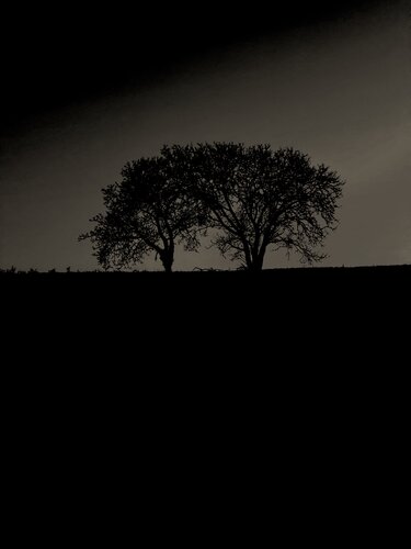 DEUX ARBRES AU LOIN 19 di Marc Feld, Fotografia in vendita su Singulart