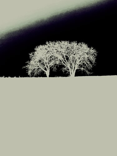 DEUX ARBRES AU LOIN 20 di Marc Feld, Fotografia in vendita su Singulart