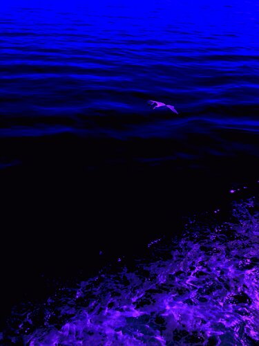 BIRD AND SEA 1 van Marc Feld, Fotografie te koop op Singulart