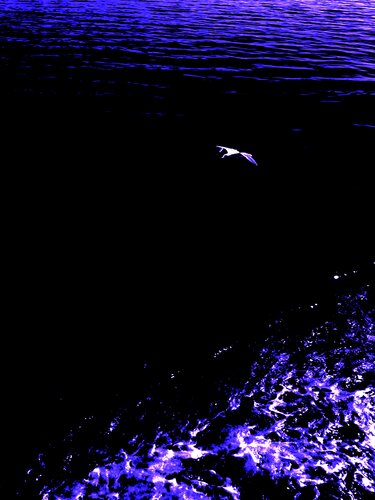 BIRD AND SEA 2 van Marc Feld, Fotografie te koop op Singulart