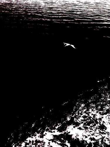 BIRD AND SEA 3 di Marc Feld, Fotografia in vendita su Singulart