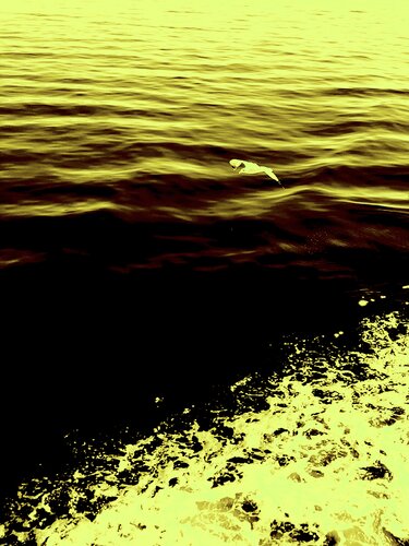 BIRD AND SEA 8 di Marc Feld, Fotografia in vendita su Singulart