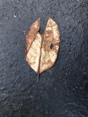 FEUILLE MASQUE 2 van Marc Feld, Fotografie te koop op Singulart