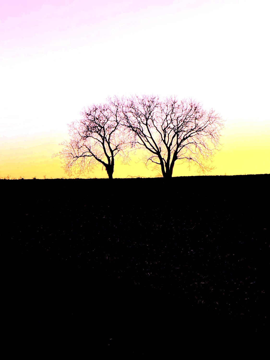 DEUX ARBRES AU LOIN 3 Marc Feld