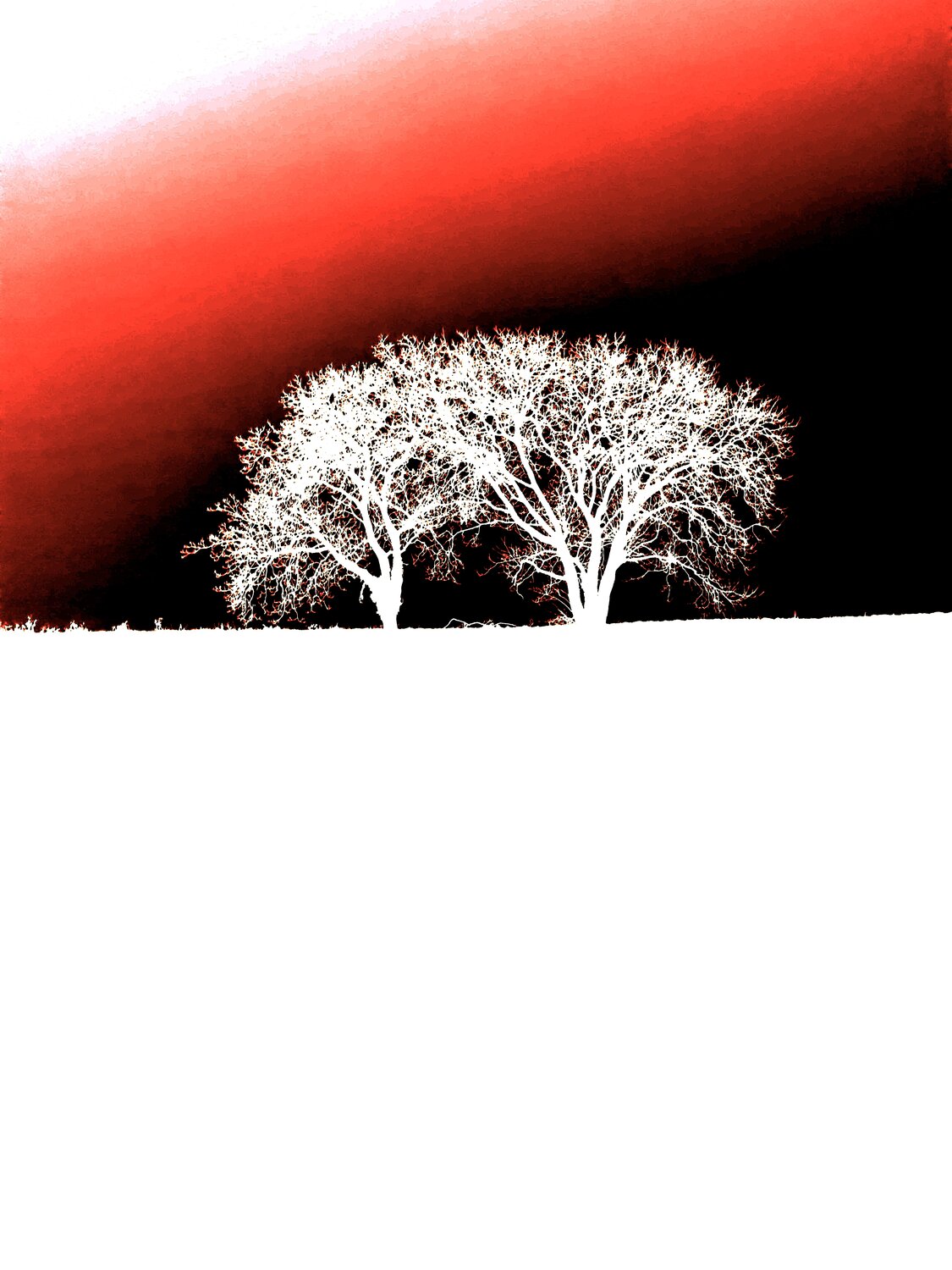 DEUX ARBRES AU LOIN 16 Marc Feld