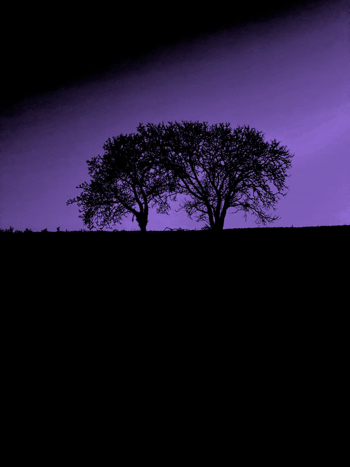 DEUX ARBRES AU LOIN 17 Marc Feld