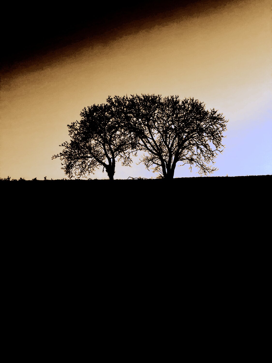 DEUX ARBRES AU LOIN 18 Marc Feld