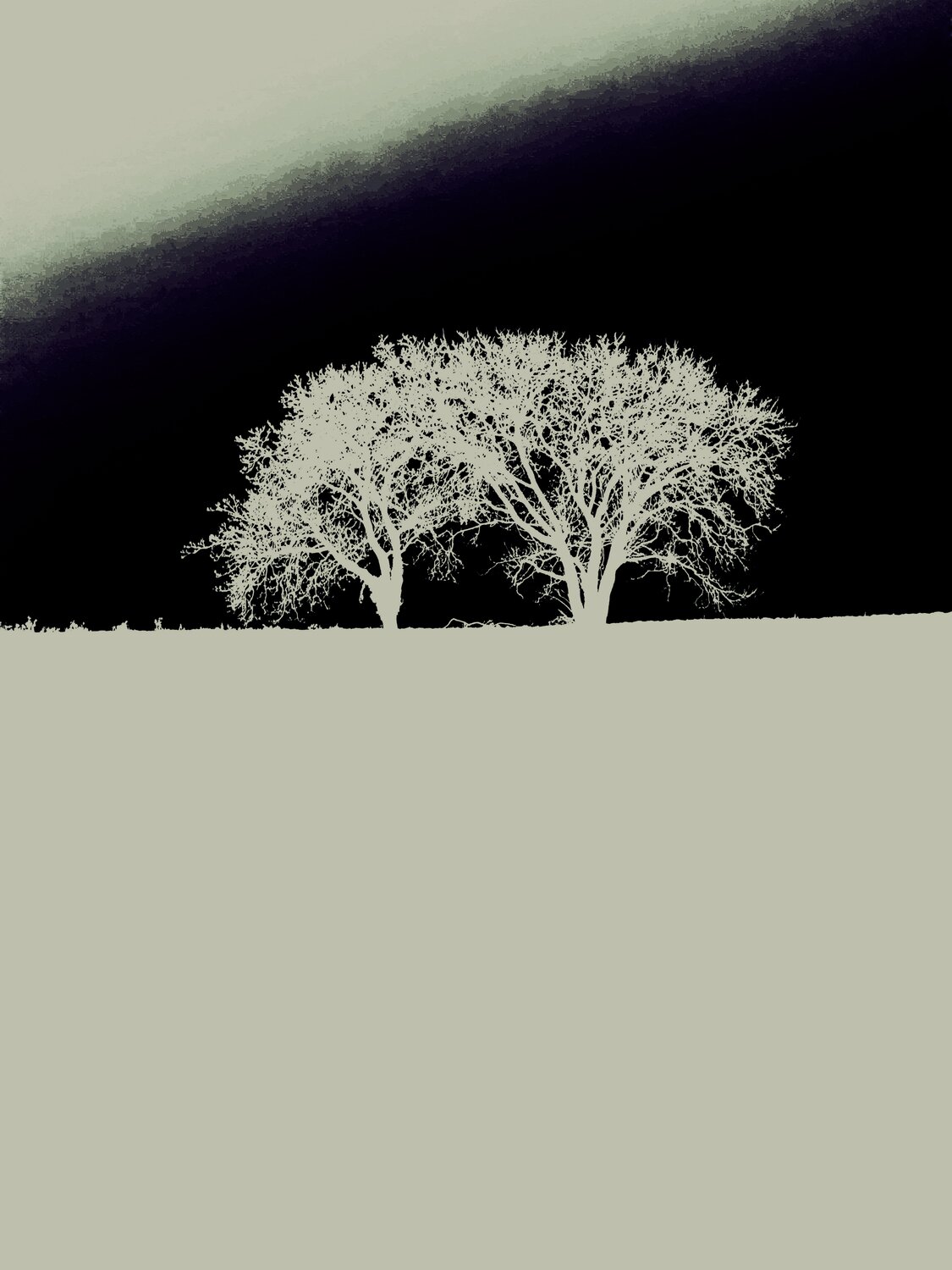 DEUX ARBRES AU LOIN 20 Marc Feld