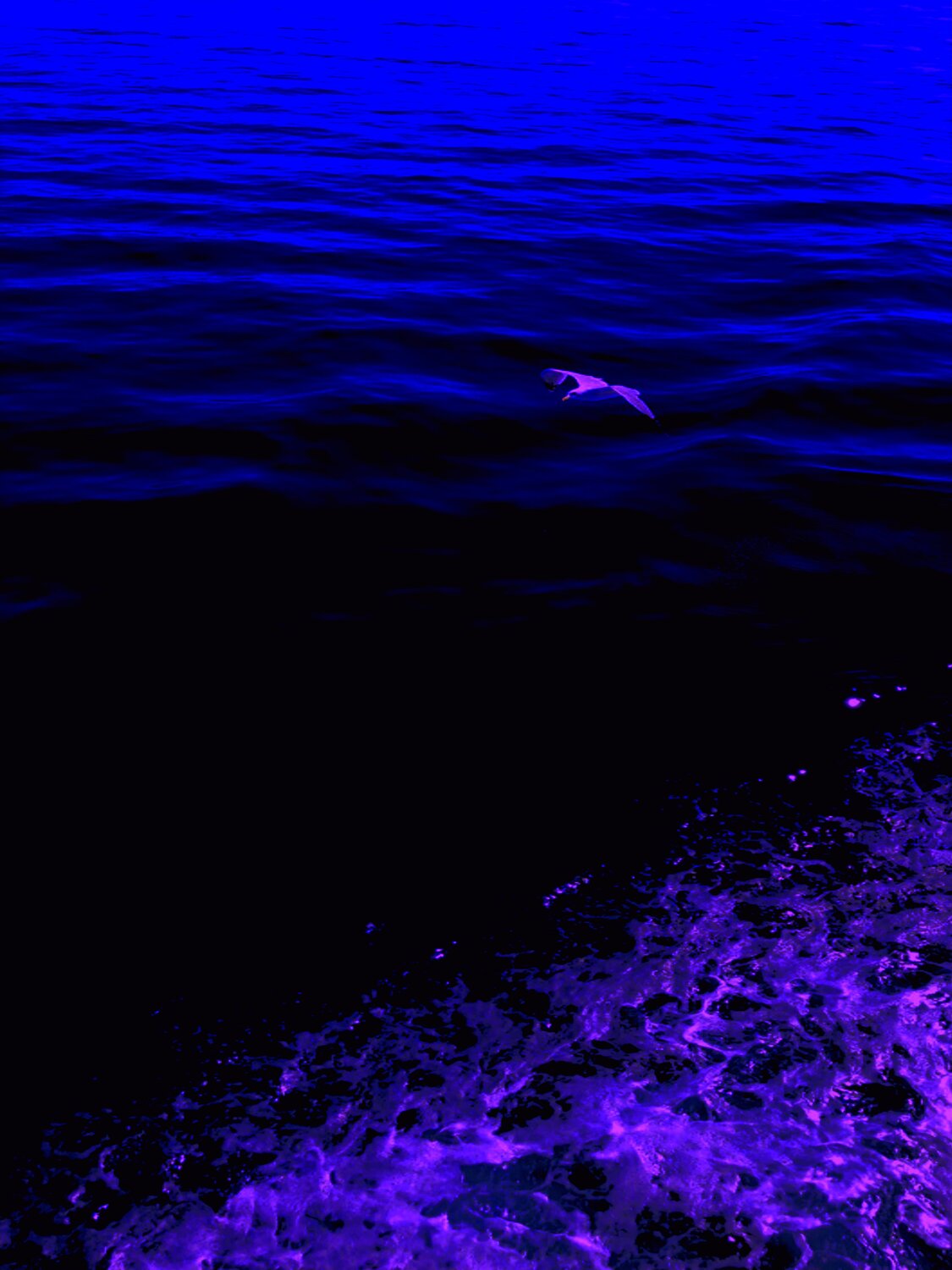 BIRD AND SEA 1 Marc Feld