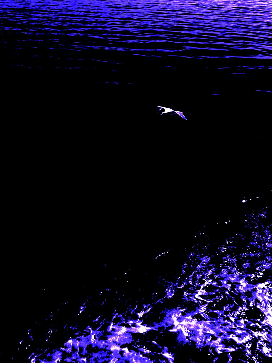 BIRD AND SEA 2 Marc Feld