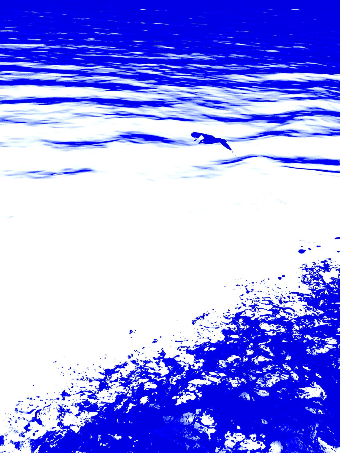 BIRD AND SEA 9 Marc Feld