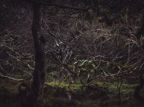 Heiðmörk by Bragi Thor Jósefsson, 사진 for Sale on Singulart