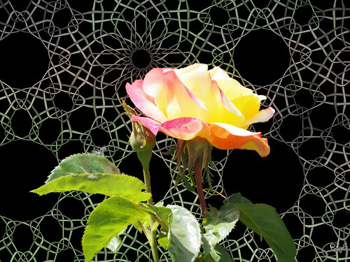 Rose de la Pépinière de Nancy (10-06-2023) di Raphaël Galante, Stampa in vendita su Singulart