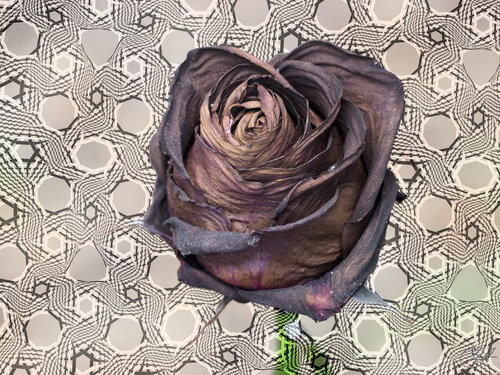 Rose pourpre grillée de la Pépinière de Nancy (10-06-2023) by Raphaël Galante, Print for Sale on Singulart