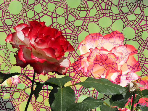 Rose bicolore de la Pépinière de Nancy (10-06-2023) von Raphaël Galante, Druck kaufen auf Singulart