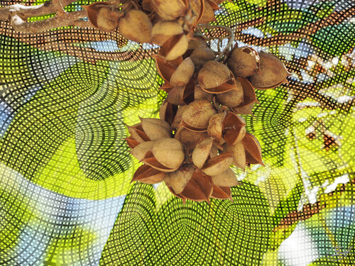 Branche d'arbre de la Pépinière de Nancy (10-06-2023) par Raphaël Galante, Édition en vente sur Singulart