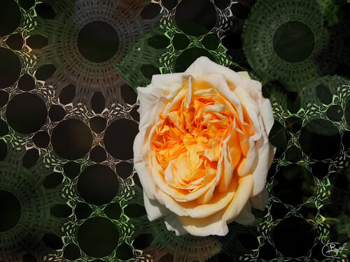 Rose chiffon de la Pépinière de Nancy (27-05-2023) van Raphaël Galante, Afdruk te koop op Singulart
