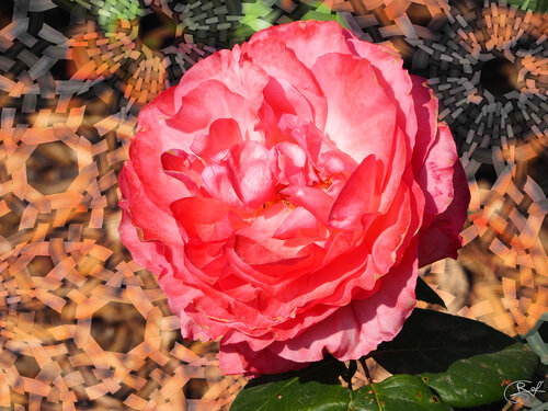Rose chiffon de la Pépinière de Nancy (27-05-2023) von Raphaël Galante, Druck kaufen auf Singulart