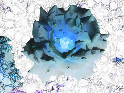 Rose en négatif de la Pépinière de Nancy (10-06-2023) par Raphaël Galante, Édition en vente sur Singulart