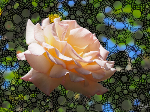 Rose de la Pépinière de Nancy (10-06-2023) von Raphaël Galante, Druck kaufen auf Singulart