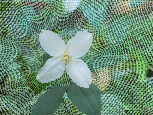 Sur un chemin de la Pépinière de Nancy (10-06-2023) par Raphaël Galante, Édition en vente sur Singulart