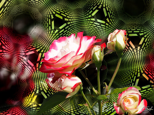 Rose bicolore de la Pépinière de Nancy (10-06-2023) von Raphaël Galante, Druck kaufen auf Singulart