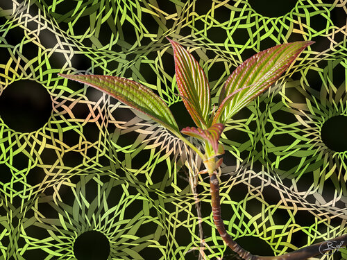 Première pousse d'un jeune arbuste autour des fortifications de Toul (11/04/2025) by Raphaël Galante, Print for Sale on Singulart