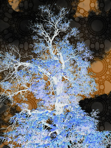 Cime d'un bel arbre du jardin des plantes de Montpellier (26-08-2022) by Raphaël Galante, Print for Sale on Singulart