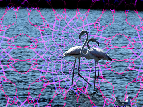 Rencontre de deux flamants roses (24-08-2022) von Raphaël Galante, Druck kaufen auf Singulart