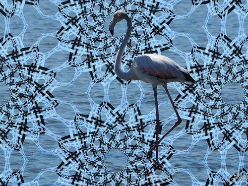 Portrait d'un flamant rose (24-08-2022) von Raphaël Galante, Druck kaufen auf Singulart