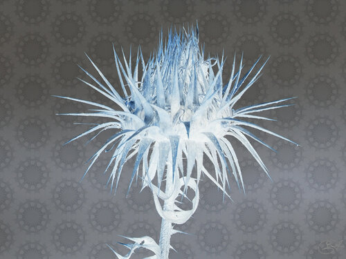 Les chardons ne sont pas toujours Lorrain dans l'étang de l'Or (24-08-2022) by Raphaël Galante, Print for Sale on Singulart