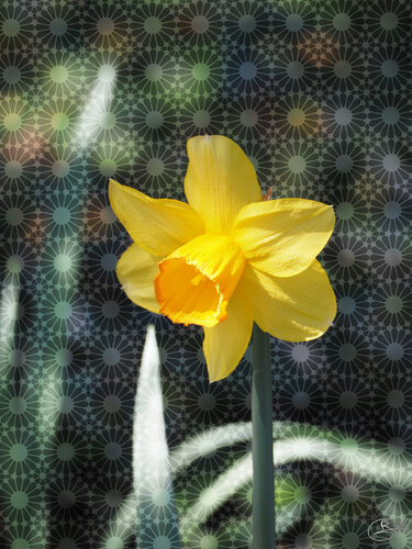 La jonquille en majesté di Raphaël Galante, Digitale in vendita su Singulart