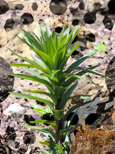 Langue acérée, cœur d’oxygène pur by Raphaël Galante, Digital for Sale on Singulart