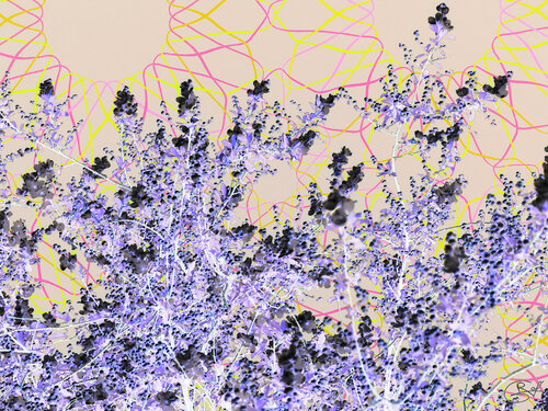 Branches sans maître en fugue van Raphaël Galante, Digitaal te koop op Singulart