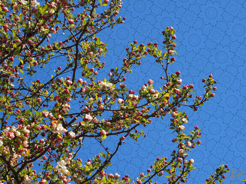 Symphonie florale en bleu majeur di Raphaël Galante, Digitale in vendita su Singulart