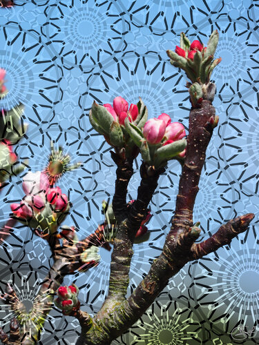 Pas d'ouverture des bourgeons by Raphaël Galante, Digital for Sale on Singulart